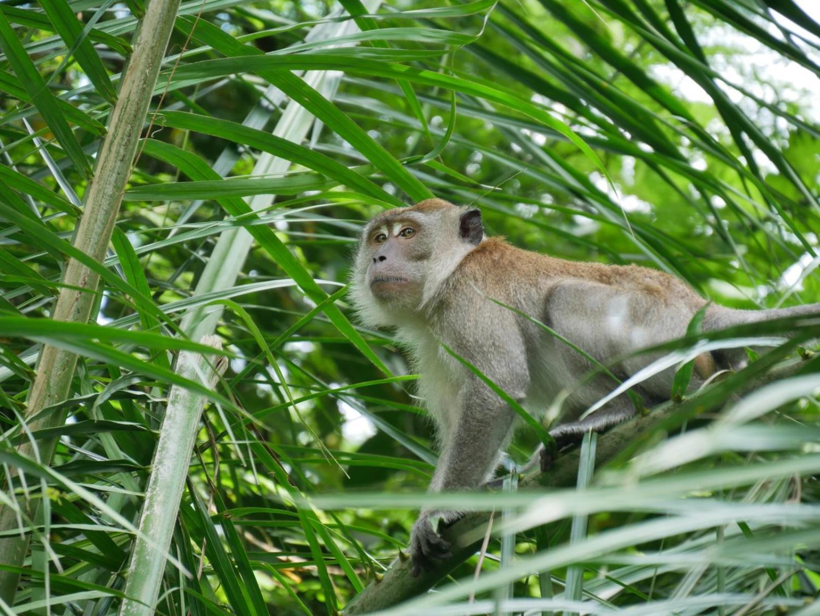 Sama Sama Homestay & Trekking Only Stay Here Book Trekking And Transport With Us ブキットラワン エクステリア 写真