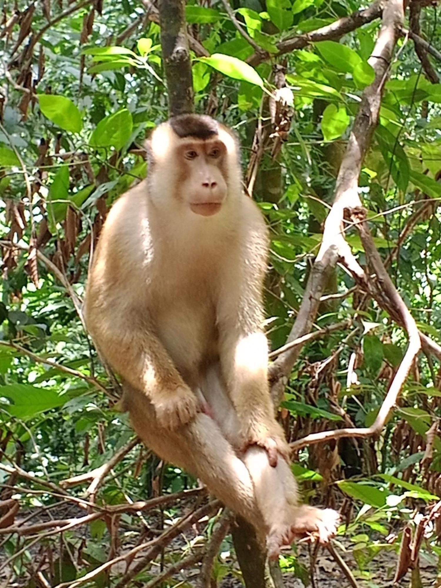Sama Sama Homestay & Trekking Only Stay Here Book Trekking And Transport With Us ブキットラワン エクステリア 写真
