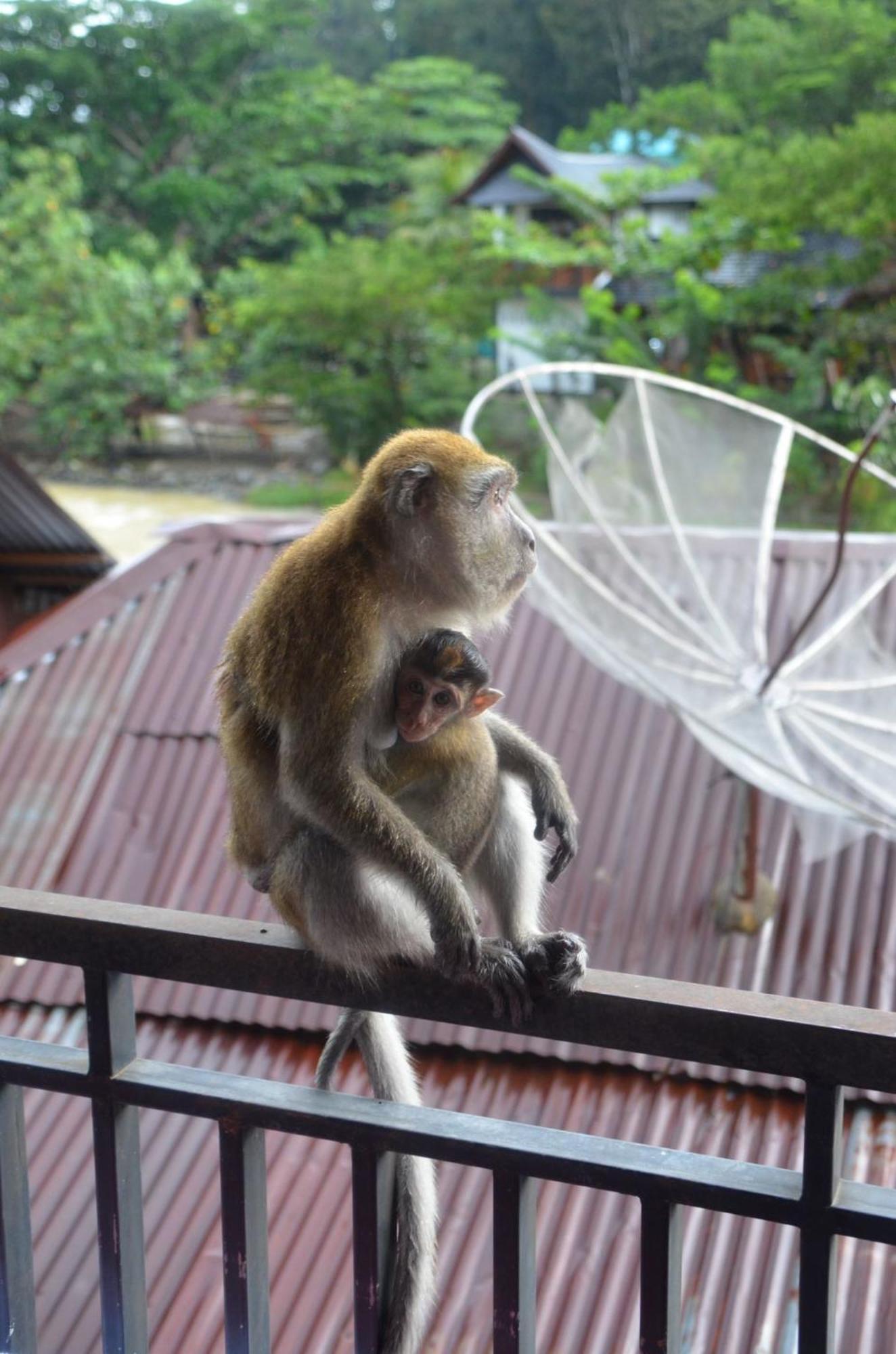 Sama Sama Homestay & Trekking Only Stay Here Book Trekking And Transport With Us ブキットラワン エクステリア 写真