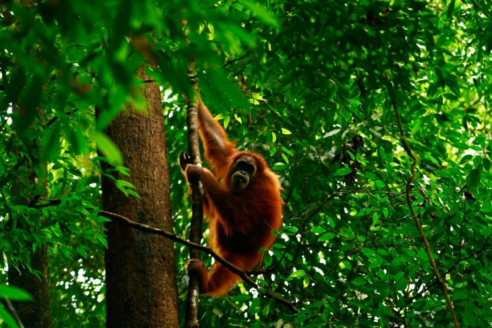 Sama Sama Homestay & Trekking Only Stay Here Book Trekking And Transport With Us ブキットラワン エクステリア 写真